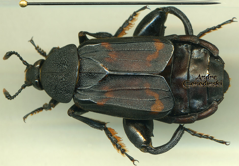 http://www.gorodinski.ru/silphidae/Diamesus osculans.jpg